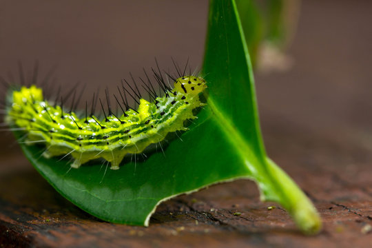 caterpillar