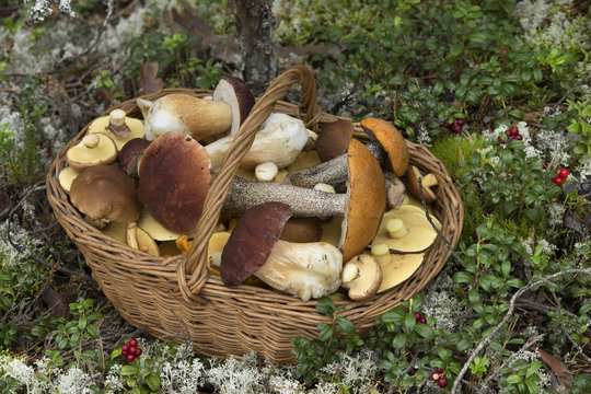 Basket Full of Edible Mushrooms in the Forest