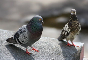 Two pigeons on the roof.