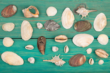 The group of sea shells on blue wooden background
