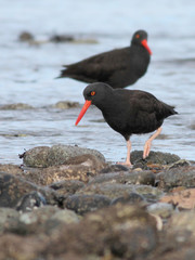Black Oystercatchers Pair
