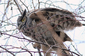 Great Horned Owl Preparing for Takeoff