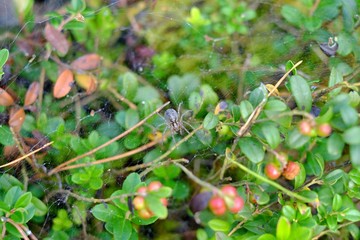 Spider on web in forest