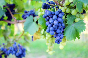 grapes in vineyard