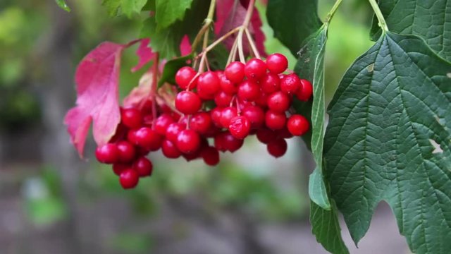 Viburnum opulus ripe red berries closeup