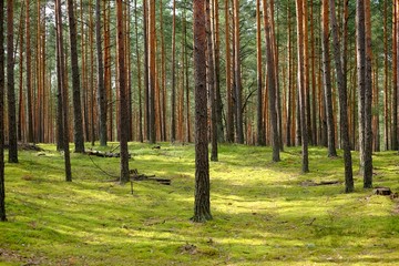 Large coniferous forest