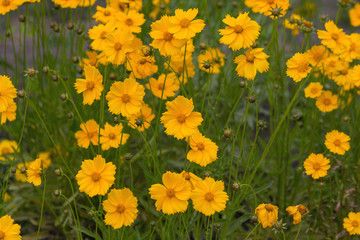 Obraz premium Yellow cosmos flowers in a meadow close-up. Nature