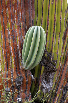 mammillaria bocasana Mammillaria bocasana