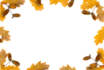 Frame of autumnal oak leaves and acorn on white background with space for text. Oak (Quercus robur. Commonly known: English oak, pedunculate oak or French oak)
