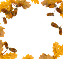 Frame of autumnal oak leaves and acorn on white background with space for text. Oak (Quercus robur. Commonly known: English oak, pedunculate oak or French oak)
