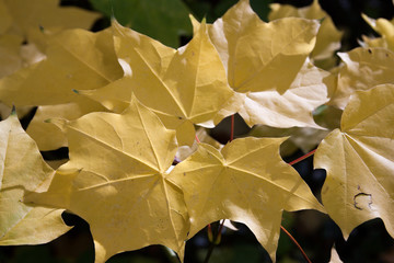 Golden Yellow Maple Leaves with Light Reflecting. utumn / fall. Golden yellow maple leaves. They...