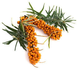 Sprigs of fresh berries of sea-buckthorn (Hippophae rhamnoides) with leaves on a white background