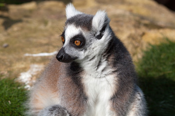 Naklejka na ściany i meble Madagascan Ring Tailed Lemur Close Up