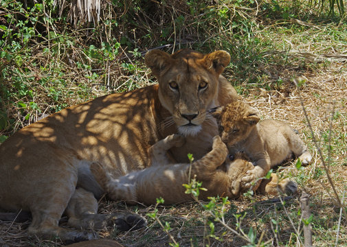 Lionne et ses petits lionceaux