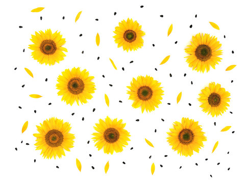 Flowers, petals and seed sunflower (Helianthus annuus) on white background (texture). Flat lay
