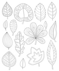 Obraz premium leaves coloring for adults, Collection of leaves for coloring pages, coloring anti-stress, naturetree leaves