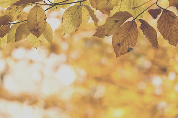 unusual forest in autumn, instagram filter