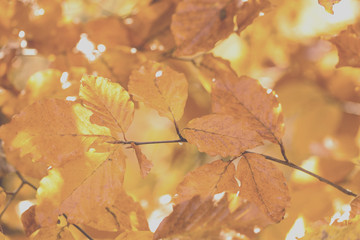 unusual forest in autumn, instagram filter