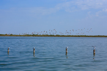 Flock of pink flamingos