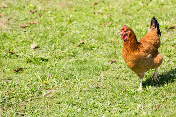 Home ecological farming hens