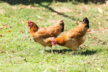 Home ecological farming hens