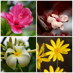 Fototapeta na wymiar Collage di fiori - fioritura in primavera