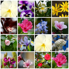 Collage di fiori - fioritura in primavera