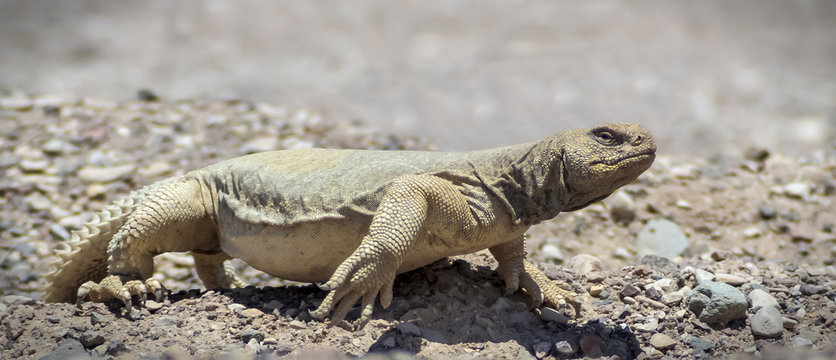 The Egyptian Mastigure (Uromastyx aegytius) is the largest lizard in Israel, it can reach a length of up to 80 cm and weigh up to 3 kg