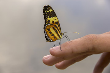 Beautiful butterfly landing on young hand.