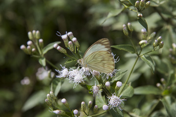 Butterfly among green nature leaves. Background.