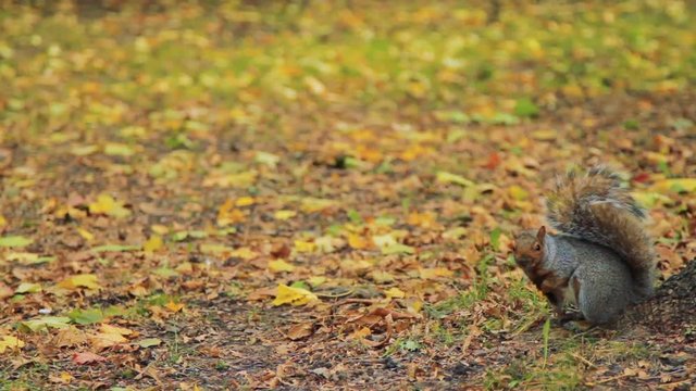 Squirrel in the Autumn Leaves in Quebec, Canada