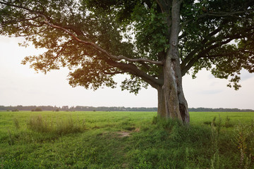 oak and maple tree couple on summer field at sunny evening