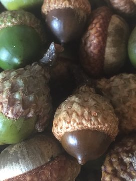 Close up of a collection of acorns