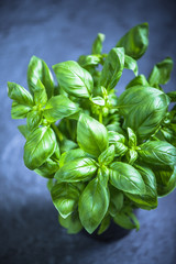 Fresh herb basill in pot