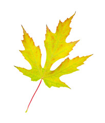 maple leaf
