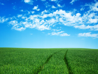 Fototapeta premium green field