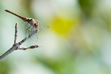 Dragonfly sitting on a branch - Colorful background