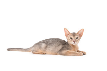 Obraz premium cat on white background