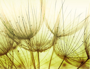 Detail of dandelion against white background