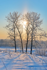 Vertical winter landscape with trees in frost and the sun.