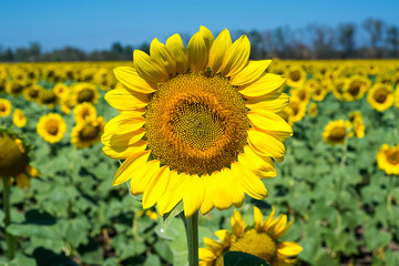 field of blooming sunflowers on a background sunset, sunflower harvest. Seasonal hay fever.