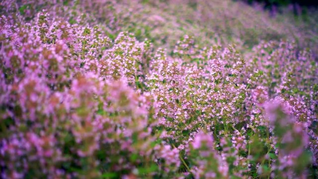 Slow Motion Thyme Flowers Field Moving With the Wind