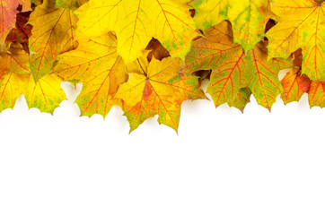 Naklejka na ściany i meble autumn maple leaves isolated on a white