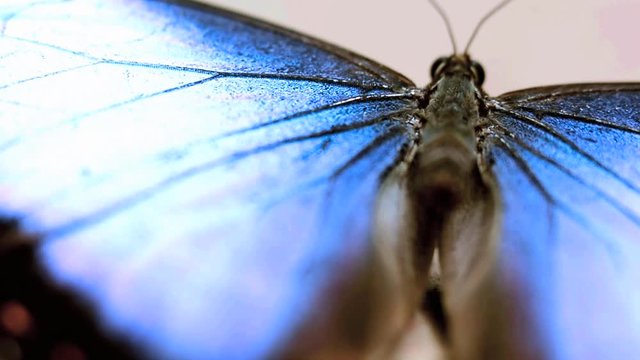 Butterfly (Morpho peleides) close up