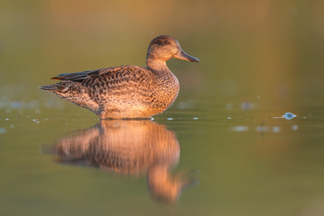 Eurasian teal in morning light