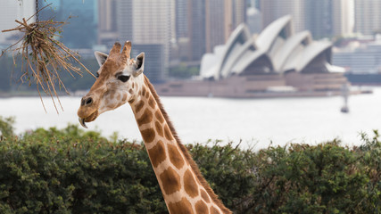 Giraffe in Sydney