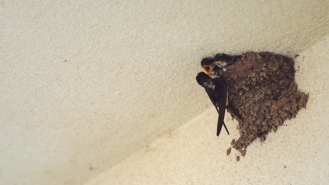 Little Swallow Open Mouth, Waiting for His Mother. 4k. UltraHD