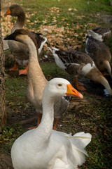 mallard duck in foreground, child of duck. Oca anatra, cucciolo di anatra in primo piano