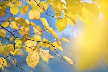 Blurred autumn background with golden leaves in wind.