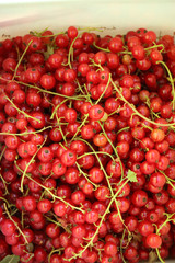 collection red currant